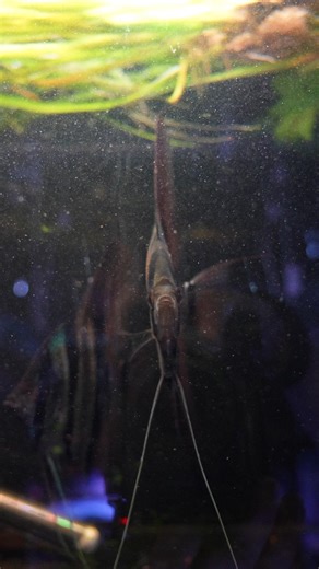 6.8K views · 67 reactions |  Rare fish alert!  We’ve got stunning F1 Rio Atabapo Altum Angelfish in stock and they are SPECIMENS. These fish are super hard to come by and will be snapped up quick! https://www.natureaquariums.com.au/products/peruvian-altum-angelfish?_pos=1&_psq=altum&_ss=e&_v=1.0 #altumangelfish #angelfish #rarefish #aquariumstore #aquariumfish #melbourne | Nature Pets & Aquariums | Facebook