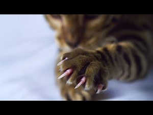 Cat in slow mo at 2000fps