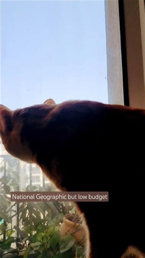 Predator mode activated #cat #catlife #catattitude #cute