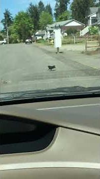 Momma Rabbit Saves Her Baby From Attacking Crow