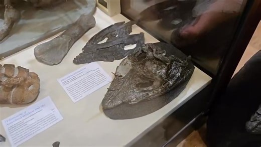 1.6K views · 26 reactions | This #FossilFriday, we share a rare find...