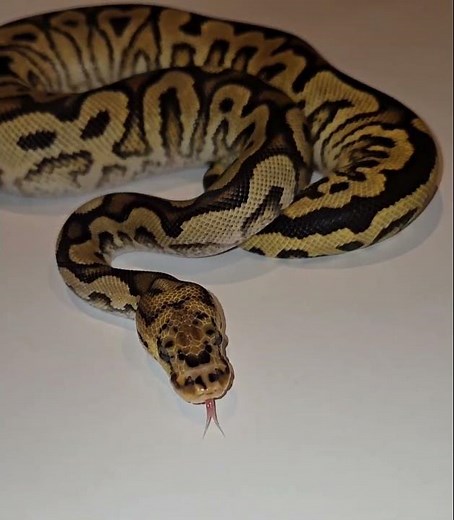 Insane looking Ball Python