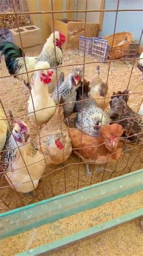 Beautiful Crested Green-Egg Chickens | Fertile Hatching Eggs Available 🥚🐔#GreenEggChickens