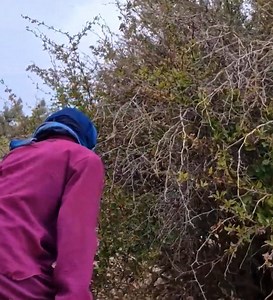 57K views · 731 reactions | pomegranatesfrom the mountains of Iran Goat grazing, and nomadic life | Nomadic Travel | Facebook