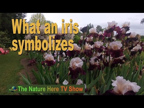 Iris Secrets Revealed: Explore Schreiner's Stunning Iris Garden 2022!