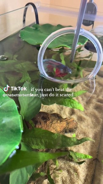Betta Fish Jumping: Conquering Fear Together