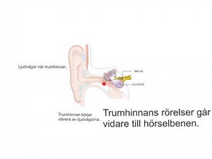 Så här fungerar örat