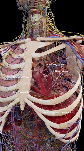 91K views · 1.5K reactions | ️ Join SciePro on an Anatomical...