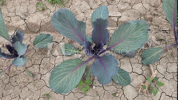 Red cabbage (Brassica oleracea var. capitata f. rubra) seedlings growing in a field, planted in early April
