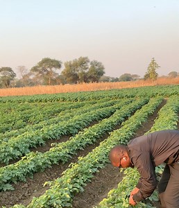 Irish potatoes Variety selection: Jelly Spacing: 30cm plant to plant and 100cm line to line. Chemical supplier: Agricrop A few more months to go till harvest. Targeting for a bumper harvest. Technical assistance by Agronomist H.Kanyimbo. #agriculture #farming #potatoes #potato | Agronomist H Kanyimbo