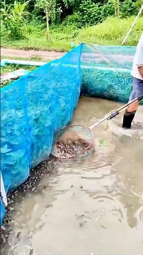 Secrets to efficient management of bullfrog farming