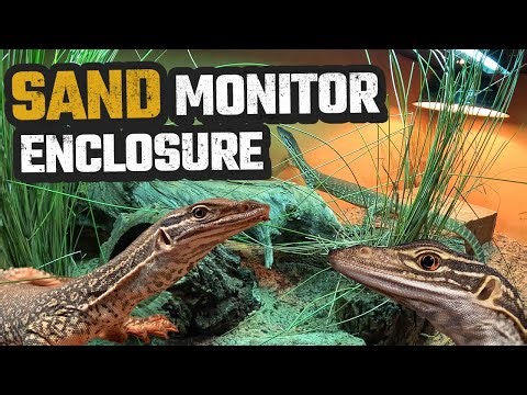 SAND MONITOR NATURALISTIC ENCLOSURE CLEAN OUT & REVAMP | SAND GOANNA | MONITOR LIZARD