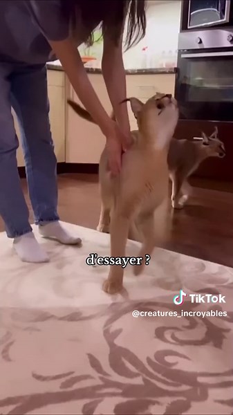 Les animaux les plus bizarres et incroyables