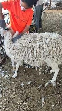 Woman shearing sheep standing up #sinleshearing #shearing #sheepshearing #sheepfarmer #shearingtools