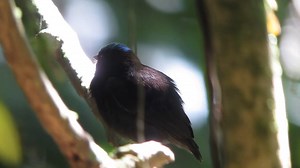 Blue-capped manakin or Blue-crowned Manakin singing (Lepidothrix coronata) | BIRDS & Nature