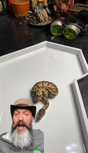 This little ball python still has not eaten! I’ve tried all the tricks I know so now it’s time to assist feed.