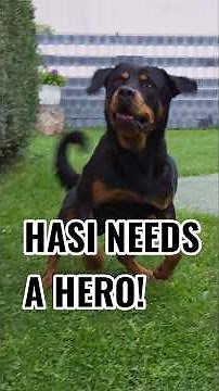🦸🐰 Ares the Hero is Back – Hasi Needs a Hero!