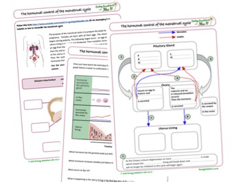 Hormonal Control of the Menstrual Cycle | Teaching Resources
