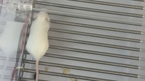 实验室鼠行为电刺激仪