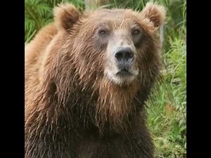 Almost 26 Minutes Of Bears Attacking Men