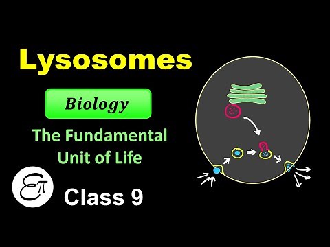 Lysosome || The Fundamental Unit of Life - 11 || for Class 9 in Hindi