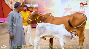 1.9K views · 152 reactions | ⚕️Sheikh Cattle Brahman Breeds⚕️ Now we...