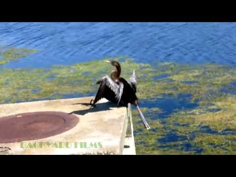 Anhinga at Seven Springs Golf and Country Club New Port Richey Florida