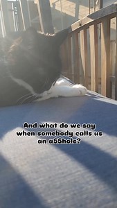 I can be an irritant at times. 😉😹 Hope everypawdy has a non-irritating Friday! ❤️~Webby #webbyandmisty #tuxedofeatures #catmemes #memes #funnycats | Webster and Misty Cat