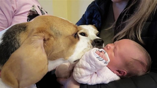 Heartwarming dogs react to meeting newborn baby