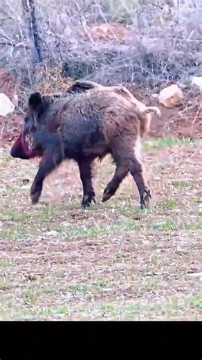 Savage Wild Boar Hunt – Intense Jungle Action. #hunting #wildlife