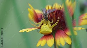 Yellow spider eating wasp on red and yellow flower close up Slow motion shot from Greece, 2023