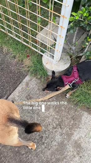 Embracing the Dog Mom Life with Two Dogs