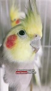 Fun facts about cockatiels 💛🤌🏻 #cockatiel #pets #birds #cockatiel #lytacalopsitas #shorts