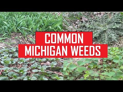 Common Michigan Weeds, Identifying lawn weeds Crabgrass, Dandelion - Creeping Charlie, Ivy, Nutsedge