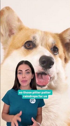 Why do dogs hate going out in the rain? Vet explains