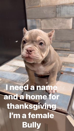 I need a name and a home who wants to love me!!! Promise I want chew the house up!!! | Stephen Probus