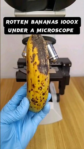 rotten banana under a microscope #shortvideo #microscope #science #microscopy #microscopeworld