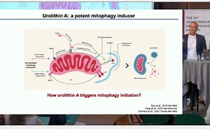 Intracellular calcium mediates neuronal mitophagy upon stress