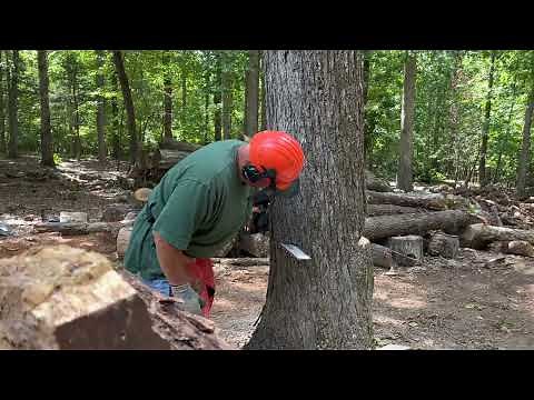 Maasdam rope puller cutting a leaning tree - #22 #maasdam#firewood