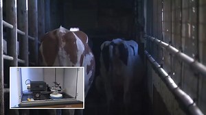 59K views · 64 reactions | American researchers have pioneered a new system that can transform cow manure into propane: https://bit.ly/42PKPQq The project is funded by the U.S. Department of Agriculture. | LOCAL 12, WKRC-TV | Facebook