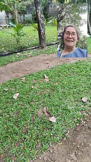 Banaba is a medium-sized tree. It's leaves have been used to treat diabetes in folk medicine for centuries, also as an antioxidant, cholesterol-lowering, and anti-obesity effect. #fbreels #followers #herbalmedicine #monetization #teamangatan | South Victoria Garden