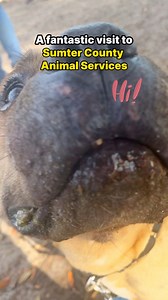 2.2K views · 51 reactions | A fantastic visit to Sumter County Animal...