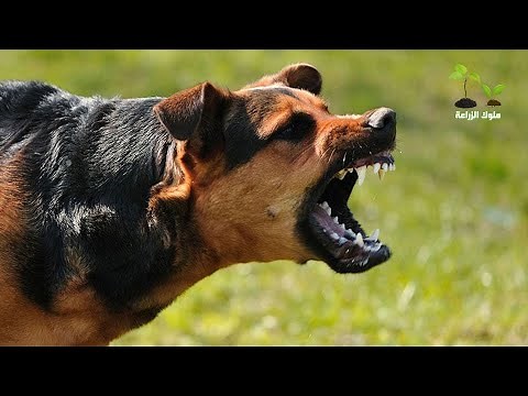 صوت كلاب شرسة - نباح الكلاب مخيف صوت عالي