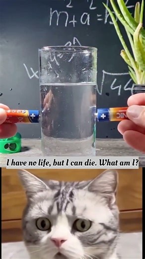 Magnetic Magic or Science? 🧲 Watch the Cat's Reaction! 🐱 🇬🇧 #SlayerPulse