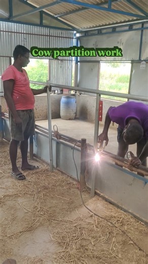 KY Farm Hub on Instagram: "கம்பி கட்டிக்கொண்டு இருக்கிறார்கள் 😂 Cow partition work going on inside our dairy shed. Proper spacing, strong rods, and clean design to keep cows comfortable and the shed hygienic. A good setup today means fewer problems tomorrow. #dairyfarmlife #cowshedwork #FarmDevelopment #HardWorkPays #KYFarmHub"