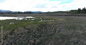 MOOSE Far to Close Low - Moose 4K Drone Aerial View, Bull Moose Filmed in the Rocky mountains on the USA, Canada border in a beautiful lake, stream eating grass.