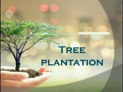 Tree plantation powerpoint presentation (PPT) 🌳