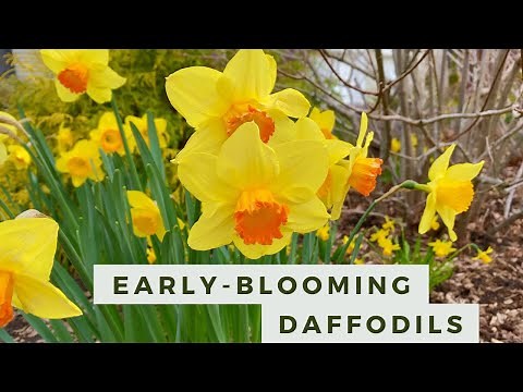 Spring Garden Tour: Early Blooming Daffodils and Hellebores