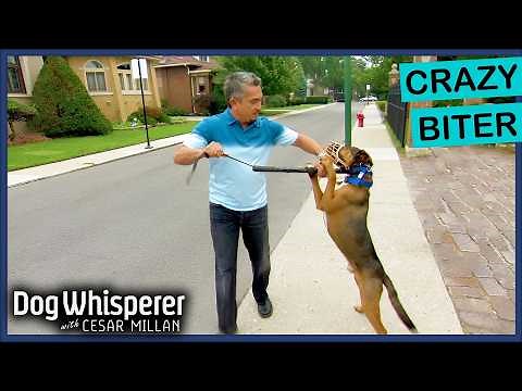 Aggressive Dog Turns On Owner | S3EP11 Full Episode | Dog Whisperer With Cesar Millan