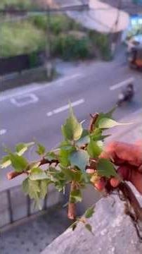 Ficus religiosa plant for mini bonsai training.🌿💚Bo tree🌳 #bonsai -බෝ පැලයක් බොන්සායි කරන්නේ මෙහෙමයි